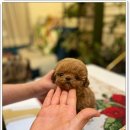 예쁜강아지 이미지