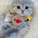 창원고양이분양 퍼스트캣 창원점 이미지