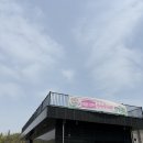 171 | [청평 대형카페 추천] 베이커리 맛집 171카페 솔직 후기