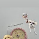 댕브레드 이미지