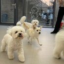 하울팟 케어클럽(분당서현점) 이미지