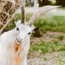 가마솥 염소탕 이미지