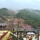 스테이 오년 | 구례 화엄사 비 오는 날 방문 후기 | 4월의 홍매화, 템플스테이, 주차 팁