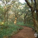 비자림민박 이미지