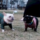 퍼피게스트하우스 이미지