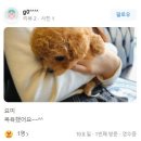 퍼피로운 | 🌸갈색 말티푸분양후기 퍼피로운 하남미사점 (파이)🌸