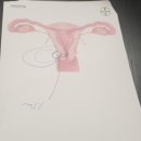 아이리스산부인과의원 이미지