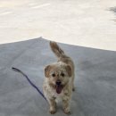 행복하시개 이미지