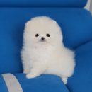 향기펫샵 이미지