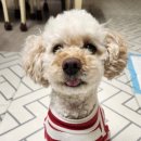 몰리스 죽전점 | 죽전몰리스에서 강아지 생일 선물 사줬어요