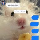 백승 체육관 이미지