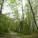 원주굽이길 13코스 구학산둘레숲길 이미지