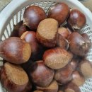 9월 27일 알밤, 포도 번개 이미지