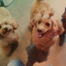 개편한 미용# 이미지