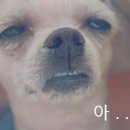 불당동물병원 이미지