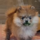 야옹아 멍멍해봐 대흥점 이미지