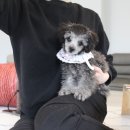 몽타운 이미지