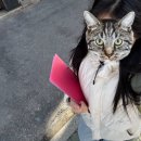 한정경로당 | [한국대학생인재협회 46기] 영업MD 프로젝트 8주차: 현장 영업 후기