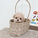 요기독 강아지분양 고양이분양 수원본점 이미지