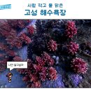 채리네민박 | 고성 스노클링, 사람 보다 멍게가 많은 프리다이빙 성지