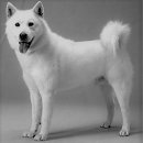 장군이켄넬 이미지