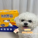 뽀숑뽀숑 | 강아지배변패드 추천, 하루한장으로 발도장, 냄새 걱정 놉 !!코코뽀숑 솔직후기