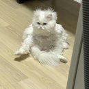 르떼
