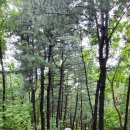 우면산둘레길 이미지