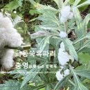 극동쑥혹파리 충영(蟲癭, gall) (벌레혹) 이미지