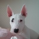 바우와우 이미지