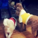 순돌뭐하니 이미지