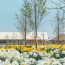 백설애견 이미지