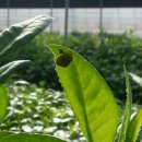 경동농장 이미지