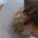 몽마르뜨 동물병원 이미지