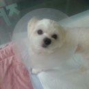 21세기 동물병원 이미지