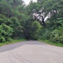 양정농장 | 오지산행후기(1309차) 삼지구엽초 산행 2025.08.23(토)