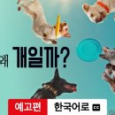 [OTT로 읽는 세상] '개는 왜 개일까' 보며 웃다가 친구가 그리워졌다 이미지