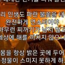 잘 마른 나무 이미지