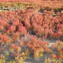 함초농장 이미지