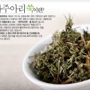 강화쑥