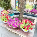 화이트 패밀리 켄넬 | 광릉수목원맛집 포천대형카페 놀거리가 가득한 트랜블루 데이문