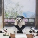 강아지풍경 이미지