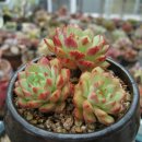 블루우드 이미지