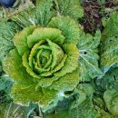 월정유기농장(정심원) 이미지