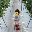 브이농장 | 서울 근교 딸기농장 추천｜여주 피크니코 딸기체험 아기랑 가볼 만한 곳