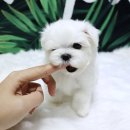 예쁜강아지 - 부산진구 당감로 26-1 | 예쁜강아지