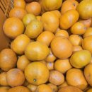 새콤달콤 진한 청량함~~!!진지향 파치 특가~!!! 이미지