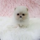 내 품안의 반려견 이미지