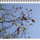 약이 되는 산야초 이미지