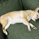 (주)레겐보겐 이미지